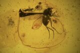 Three Fossil Flies (Diptera) In Baltic Amber #109426-1